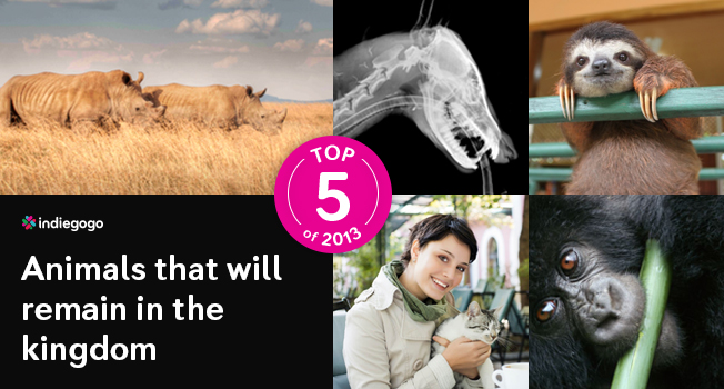 Top 5 Animals That Will Remain in the Kingdom Campaigns of 2013 - The  Indiegogo Review