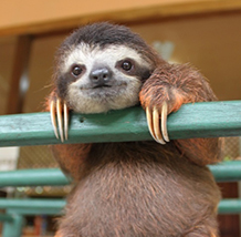 Save Our Sloths