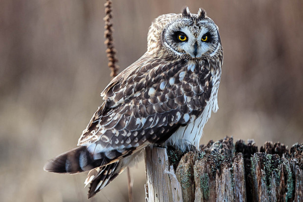 Hedwig-nesting-owls
