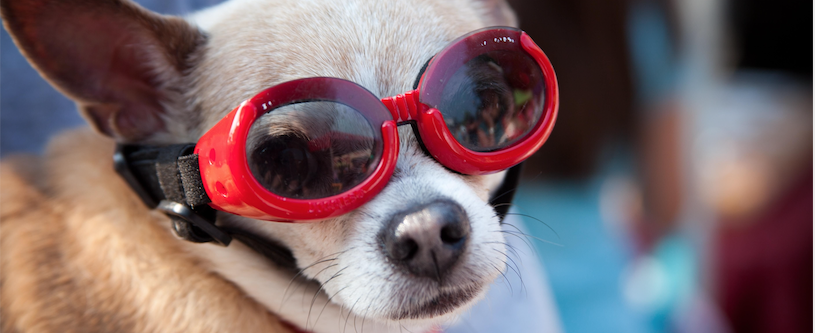 Treat Your Dog Or Cat To The Latest Innovations In Pet Tech