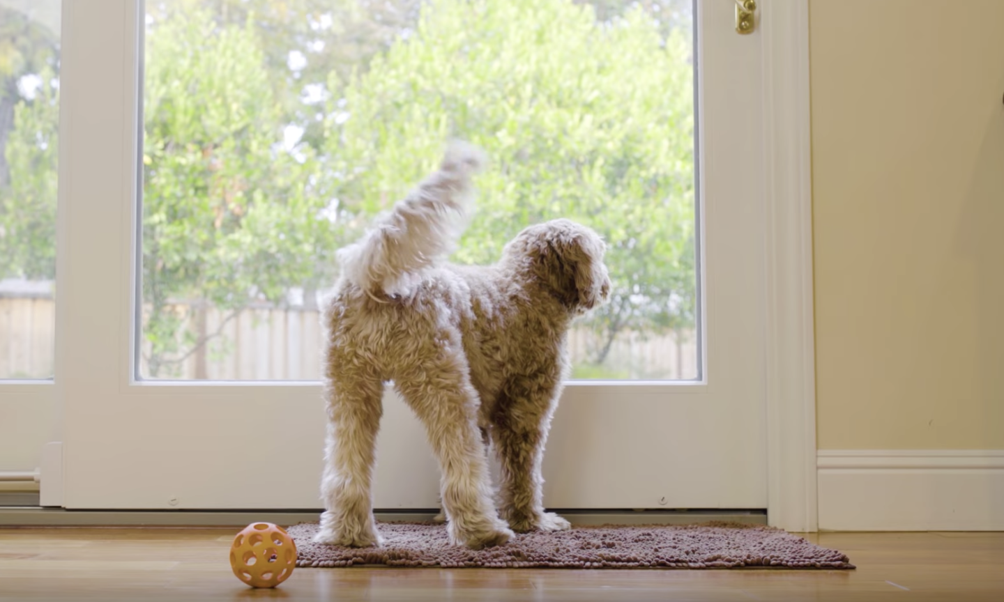 Wayzn Automatic Pet Door Opener Pet Tech Indiegogo Blog