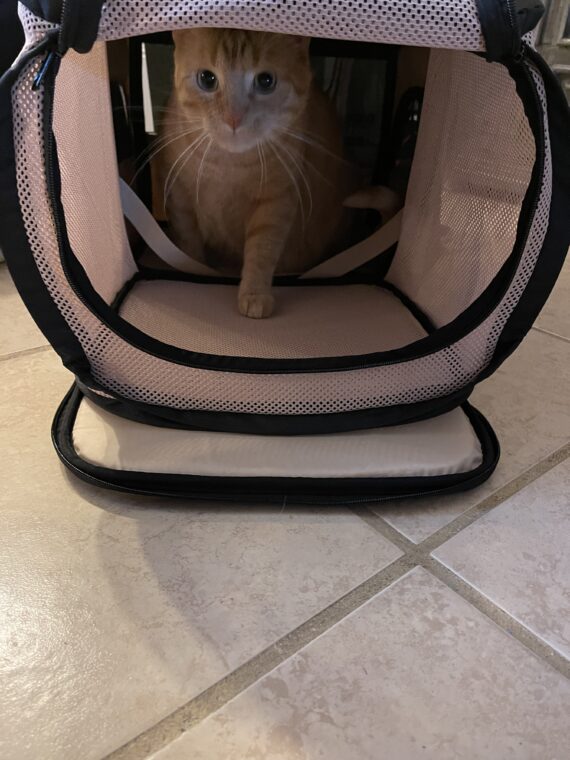 An orange cat sitting inside a mesh carrier, looking at the camera with big green eyes.
