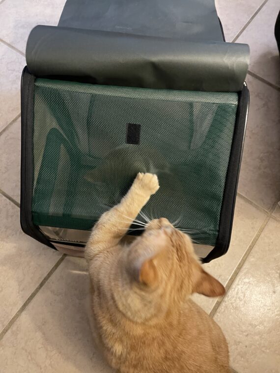 A large orange cat with his paw on the outside of a cat carrier while a smaller orange-and-white cat sits inside it.
